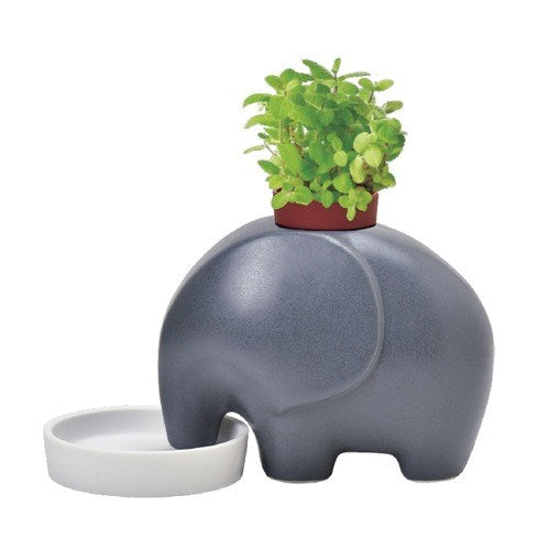 Seishin: Self watering plant Elephant