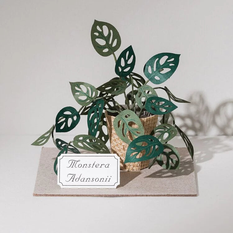 Plant Paper Model - Monstera adansonii (S)