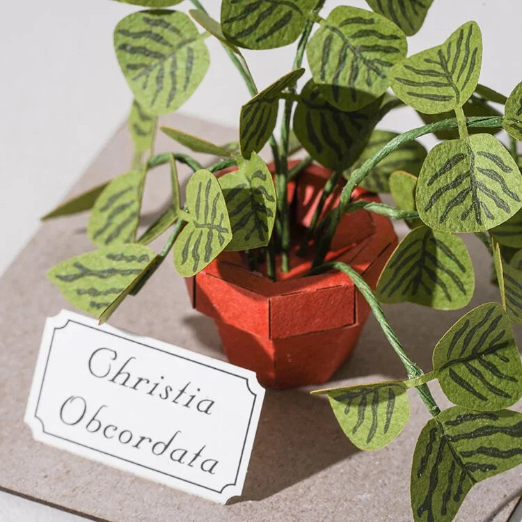 Plant Paper Model - - Christia Obcordata (S)