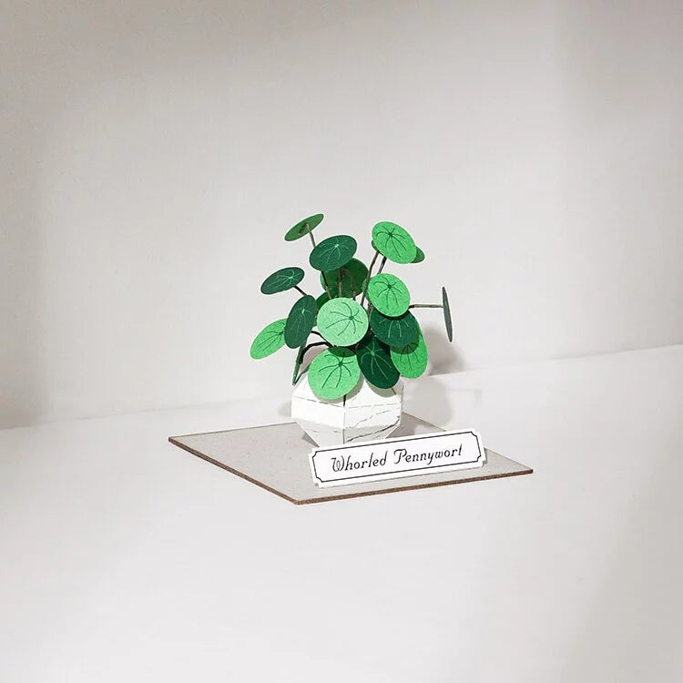 Plant Paper Model - Whorled Pennywort (S)