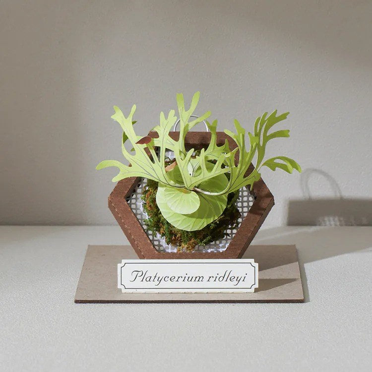 Plant Paper Model - Platycerium ridleyi