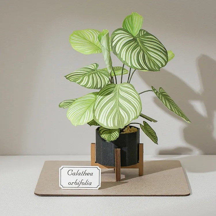 Plant Paper Model - Calathea orbifolia