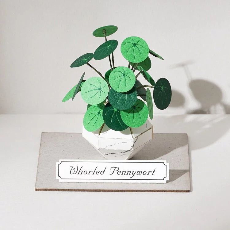 Plant Paper Model - Whorled Pennywort (S)