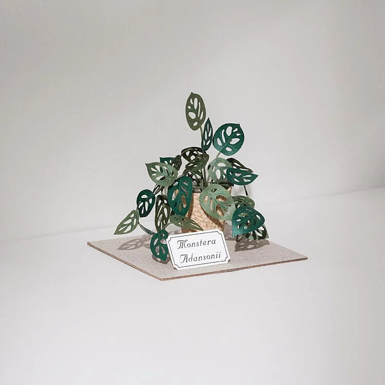 Plant Paper Model - Monstera adansonii (S)
