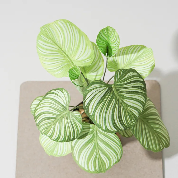Plant Paper Model - Calathea orbifolia