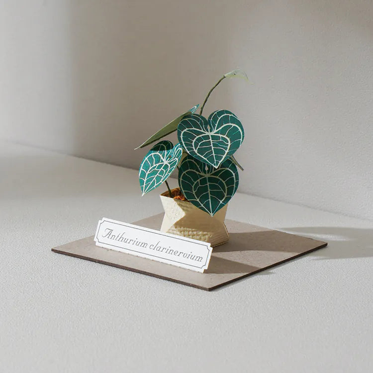 Plant Paper Model - Anthurium clarinervium