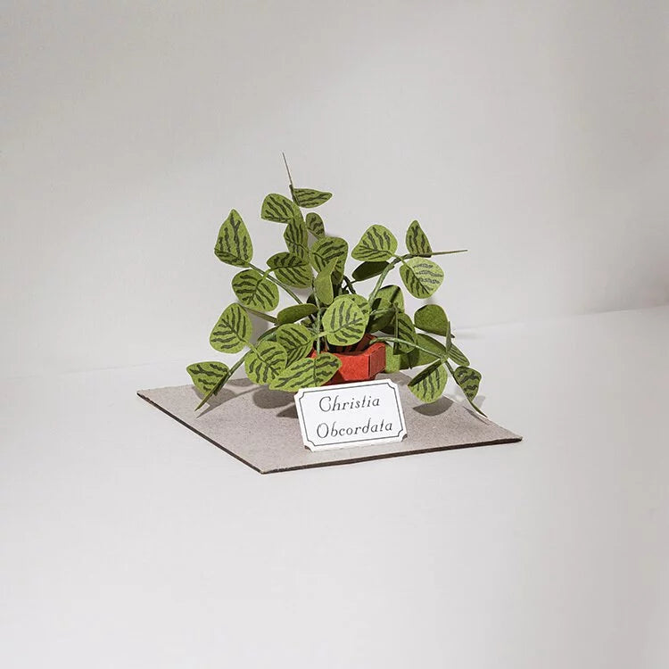 Plant Paper Model - - Christia Obcordata (S)