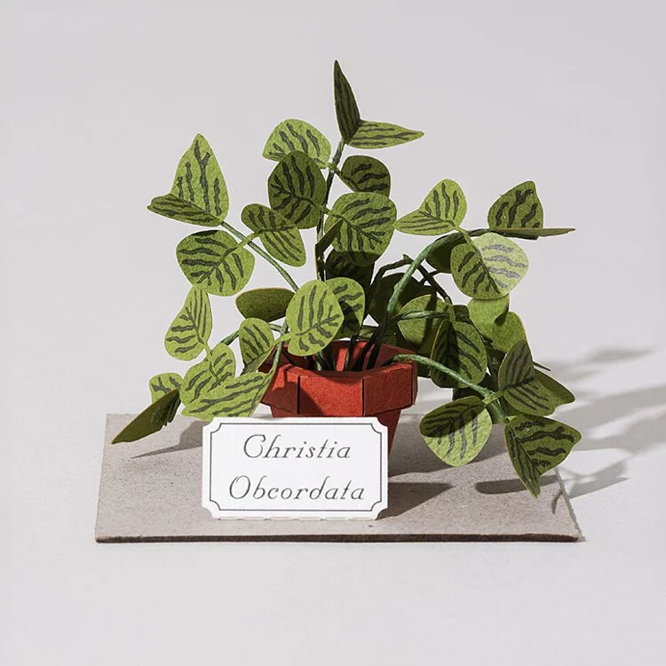 Plant Paper Model - - Christia Obcordata (S)