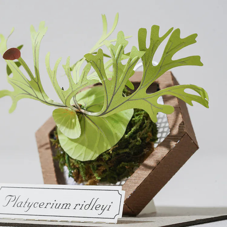 Plant Paper Model - Platycerium ridleyi