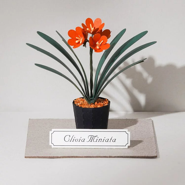 Plant Paper Model - Clivia Miniata (S)