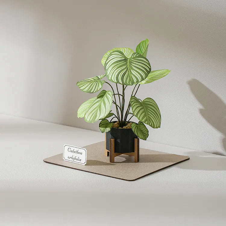 Plant Paper Model - Calathea orbifolia