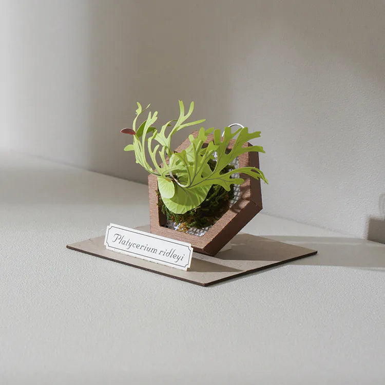 Plant Paper Model - Platycerium ridleyi