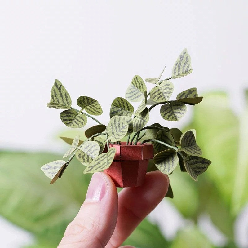 Plant Paper Model - - Christia Obcordata (S)