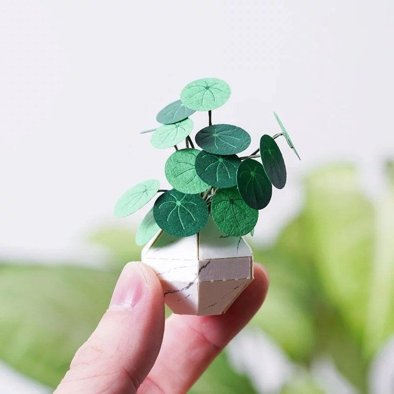 Plant Paper Model - Whorled Pennywort (S)