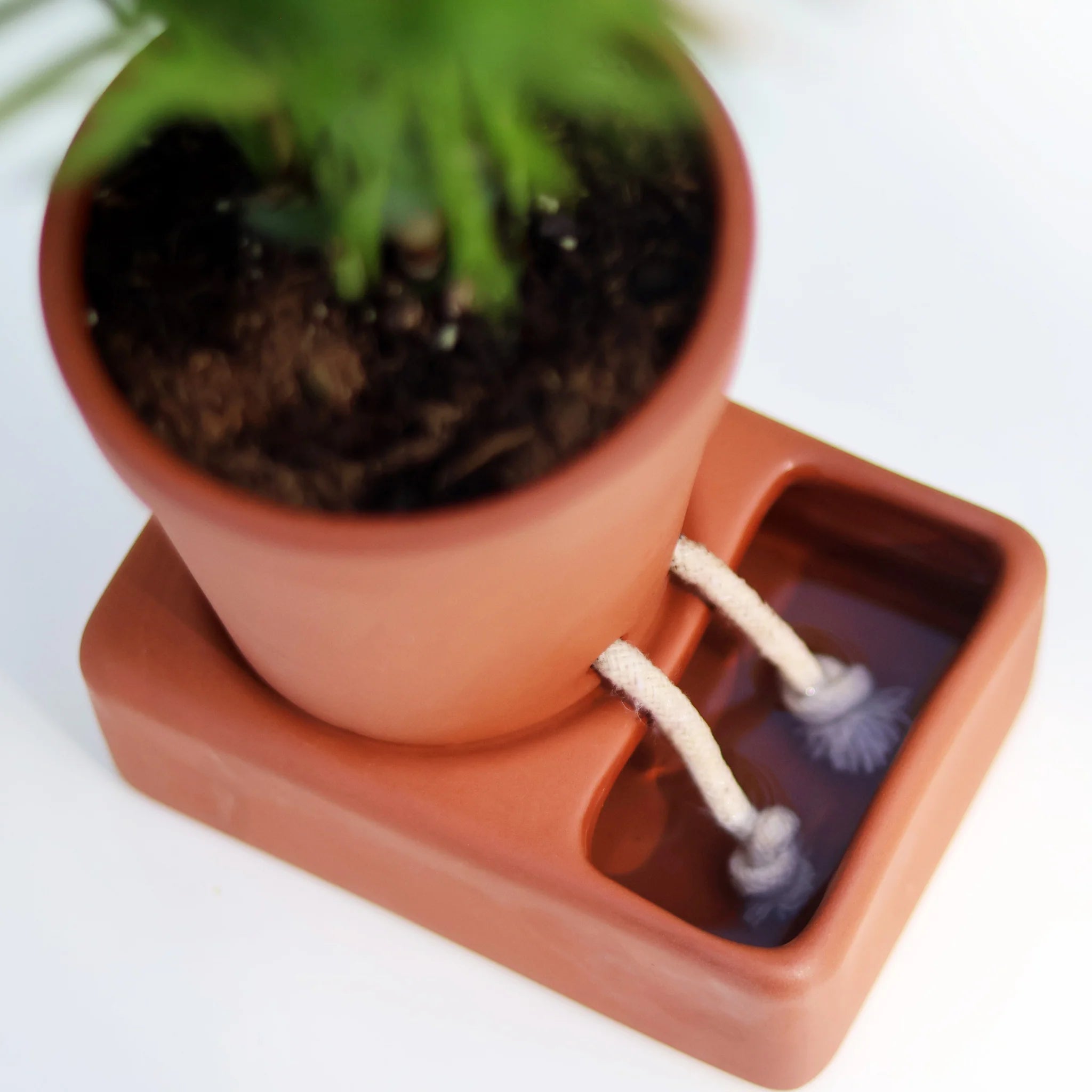 Pikkii: Planter Self Care