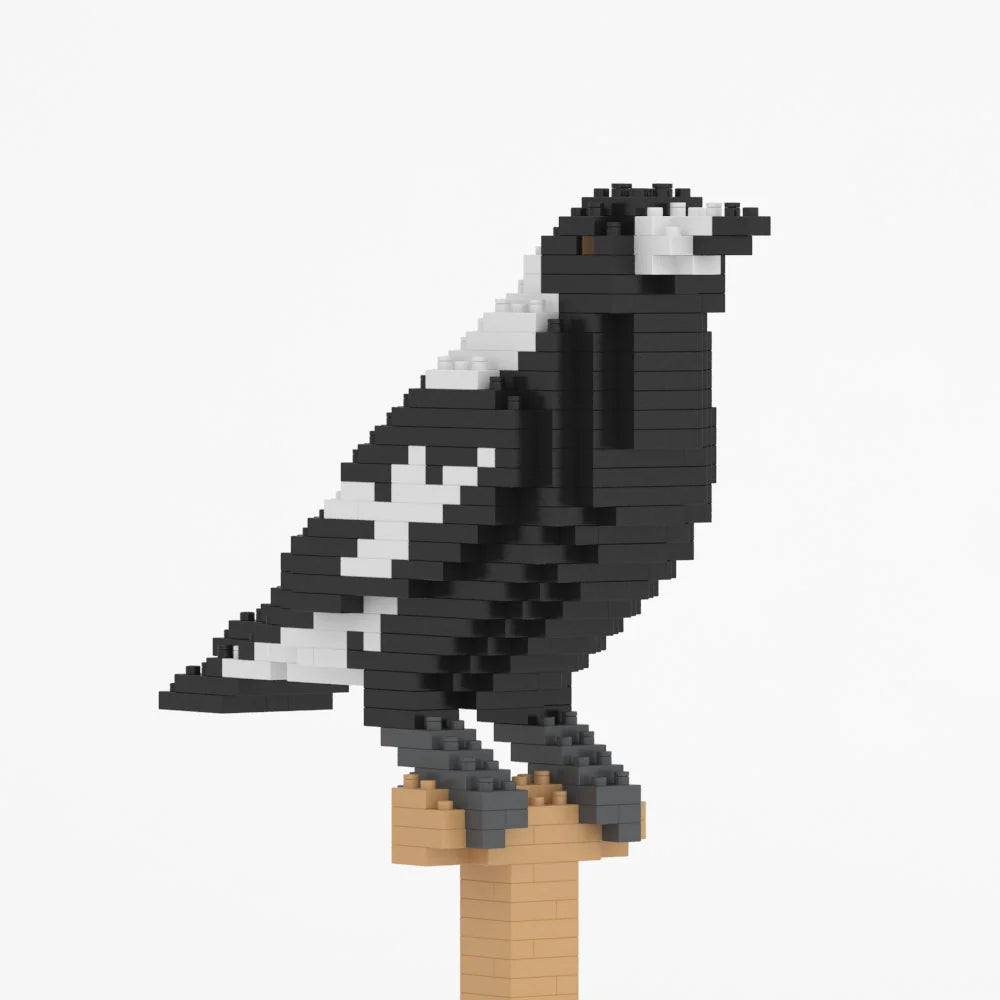 Jekca: Australian Magpie