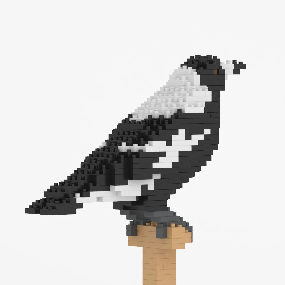 Jekca: Australian Magpie