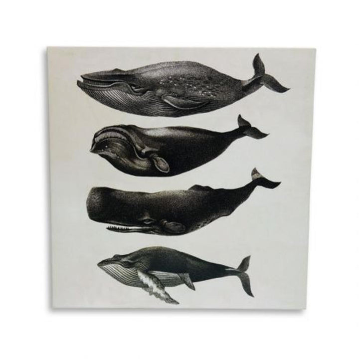 Greeting Card: Whale Chart